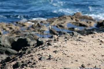Un paseo con ensoñación en el inicio del verano por la costa de Telde (Reportaje gráfico Jesús Ruiz Mesa)